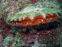 My what a big mouth you have.
Clam taken in the Mussamda... by Brendon Baines 